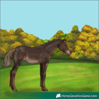Horse Color:Liver Chestnut 