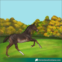 Horse Color:Liver Chestnut 