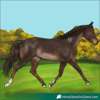 Horse Color:Liver Chestnut