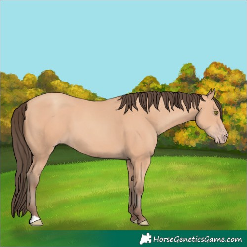 Horse Color:Amber Champagne 