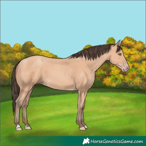 Horse Color:Amber Champagne 