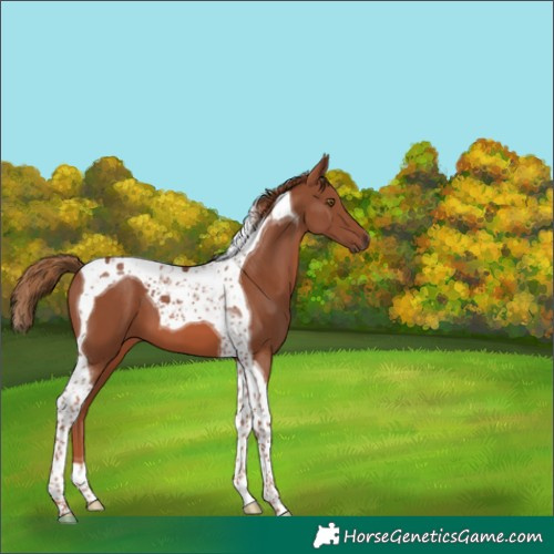 Horse Color:Chestnut Tobiano 