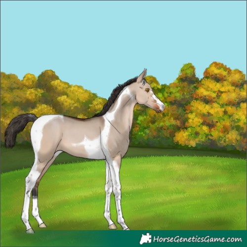 Horse Color:Bay Dun Tobiano 
