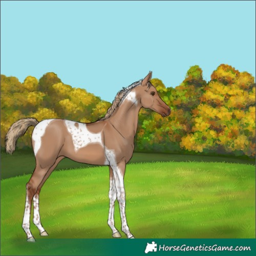 Horse Color:Red Dun Tobiano 