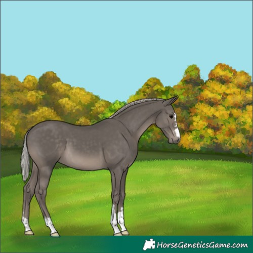 Horse Color:Silver Black 