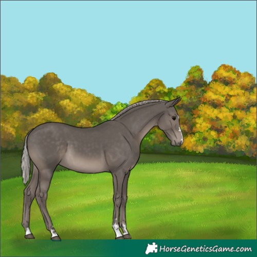 Horse Color:Silver Black 
