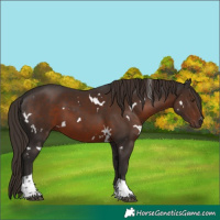 Horse Color:White Spotted Liver Chestnut Tobiano