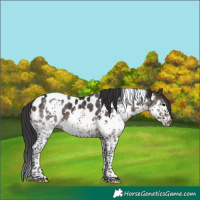 Horse Color:White Spotted Brown Splash Tobiano Appaloosa 