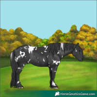 Horse Color:White Spotted Black Rabicano 
