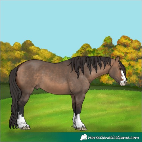 Horse Color:Bay Dun 