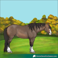 Horse Color:Bay Dun