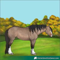 Horse Color:Bay Dun