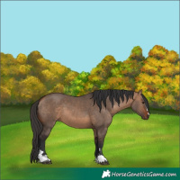 Horse Color:Bay Dun