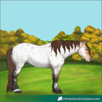Horse Color:Bay Dun Near Leopard 