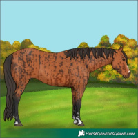 Horse Color:Brown  and Bay 