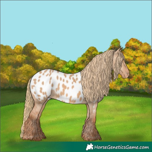 Horse Color:Red Dun Appaloosa 