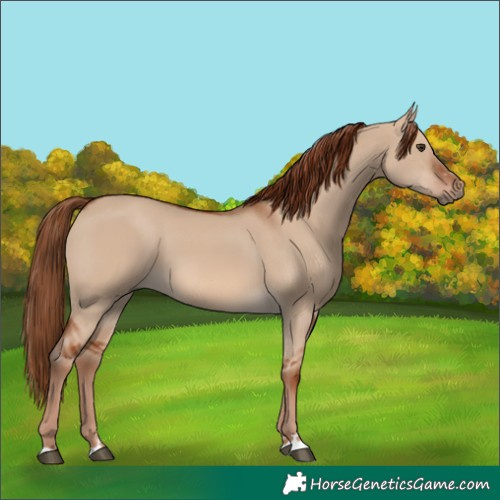 Horse Color:Red Dun 