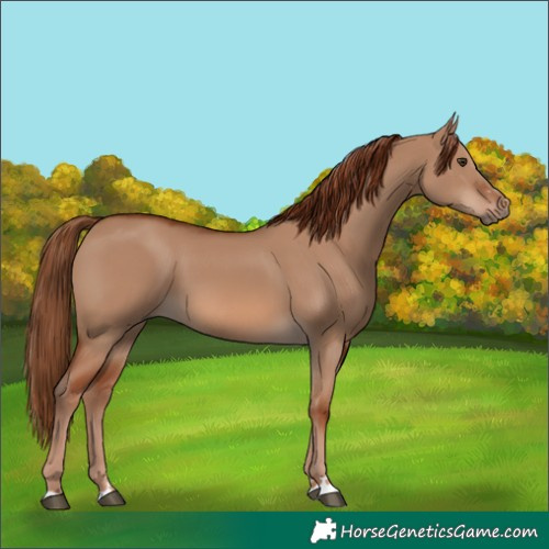 Horse Color:Red Dun 