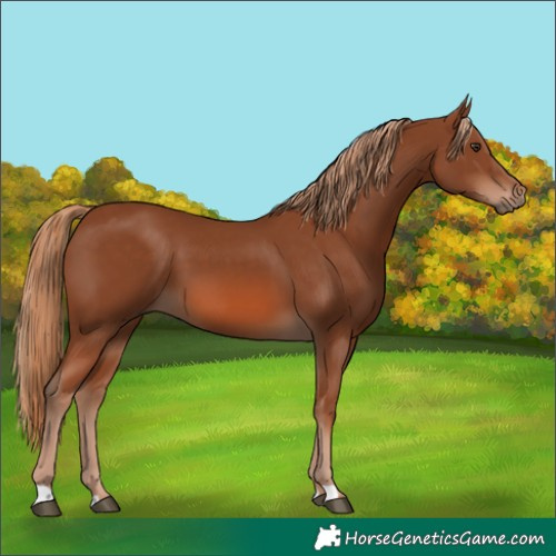 Horse Color:Chestnut 