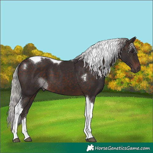 Horse Color:Silver Brown Tobiano 