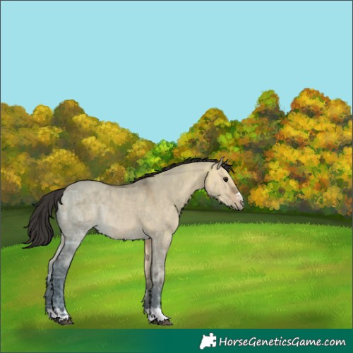 Horse Color:Brown Ice Dun 