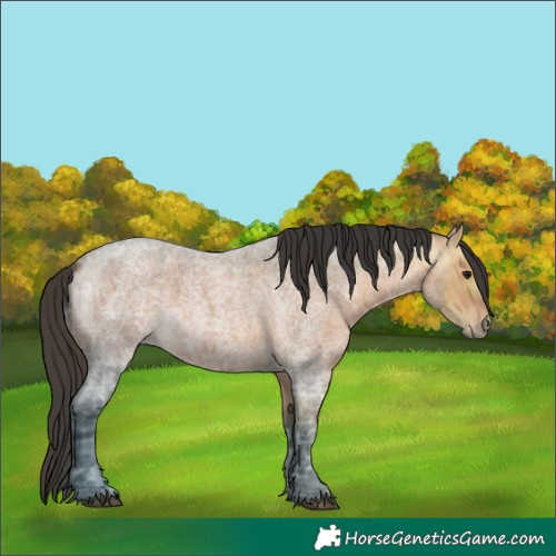 Horse Color:Bay Ice Roan 