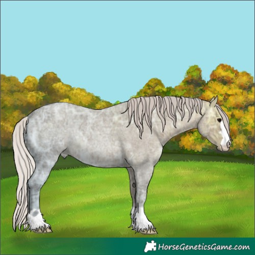 Horse Color:Silver Blue Ice Roan 
