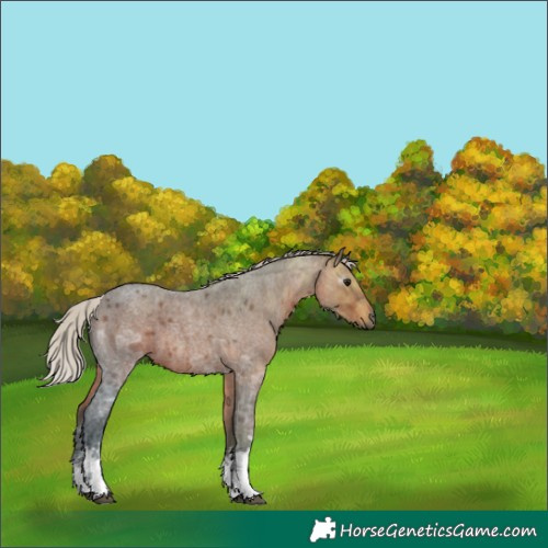 Horse Color:Unknown 