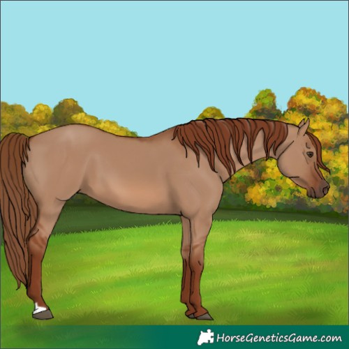 Horse Color:Red Dun 