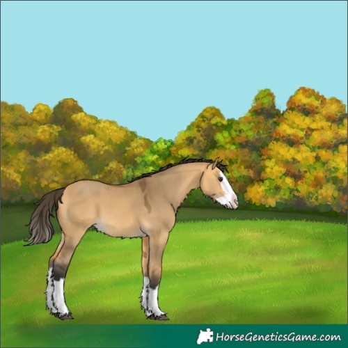Horse Color:Buckskin Dun Splash 