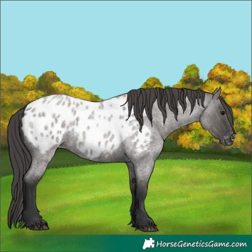 Horse Color:Grullo Roan Appaloosa 