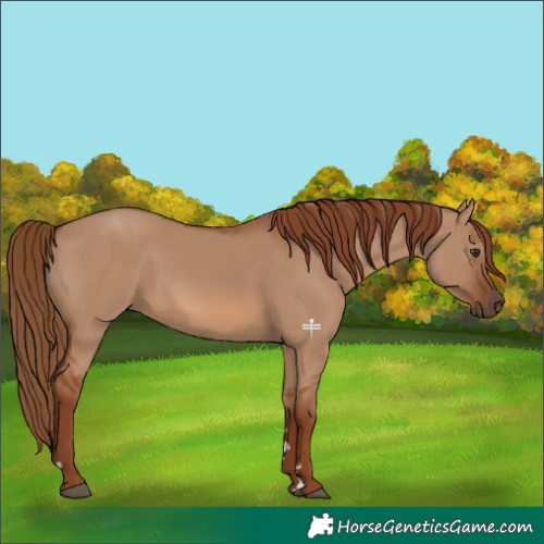 Horse Color:Red Dun Rabicano 