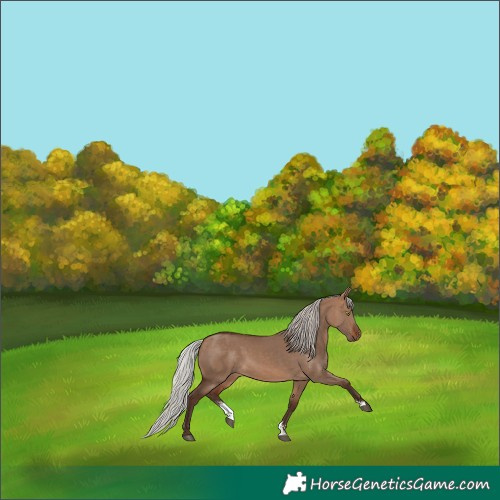 Horse Color:Silver Brown Dun Sabino Rabicano 