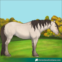 Horse Color:Amber Champagne Dun 