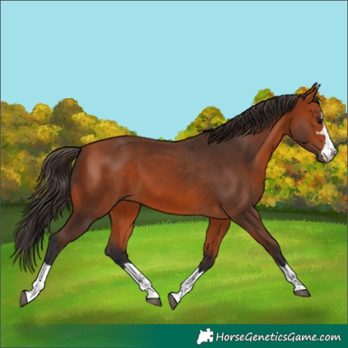 Horse Color:Bay 