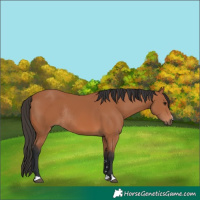 Horse Color:Bay Rabicano 