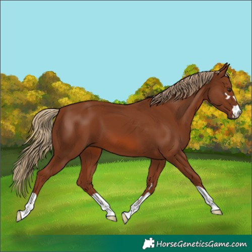 Horse Color:Chestnut 