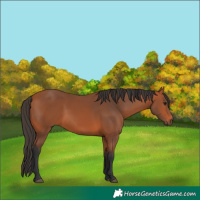 Horse Color:Bay Rabicano