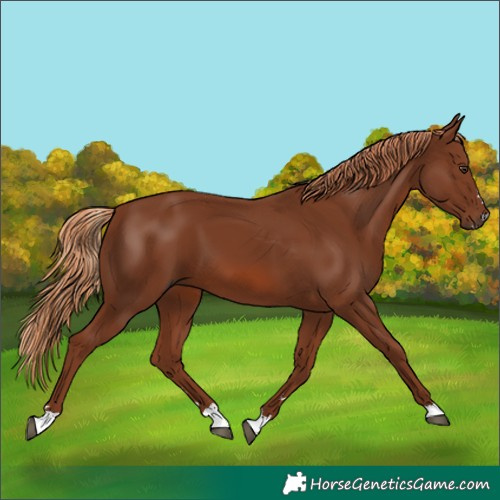 Horse Color:Chestnut 