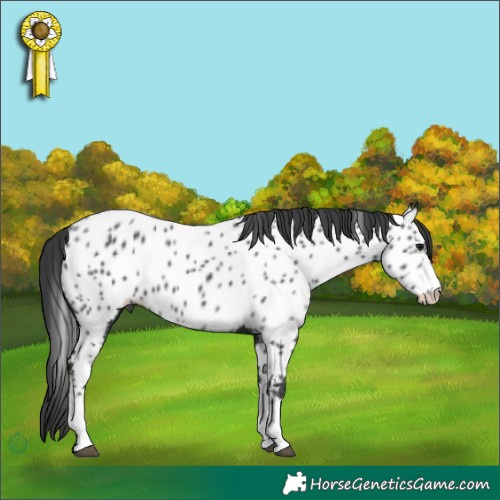 Horse Color:Black Appaloosa Rabicano 