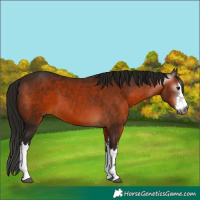 Horse Color:Gray White Spotted Bay 