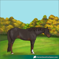 Horse Color:Liver Chestnut 