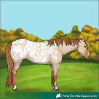 Horse Color:Red Dun Appaloosa 