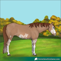 Horse Color:Red Dun Splash and Red Dun Splash Frame