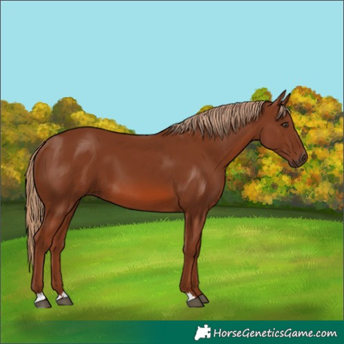 Horse Color:Chestnut 