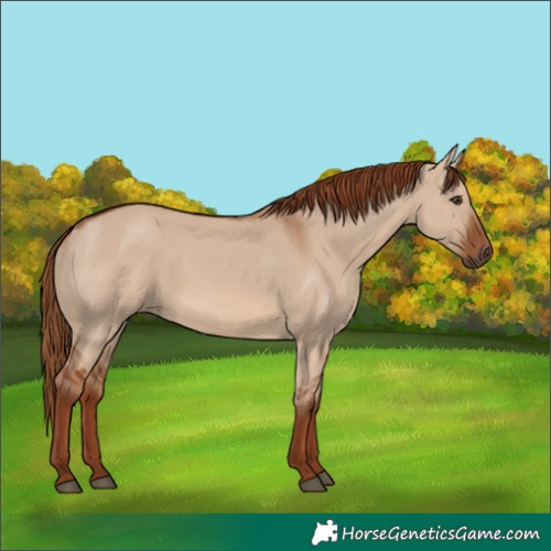 Horse Color:Red Dun Rabicano