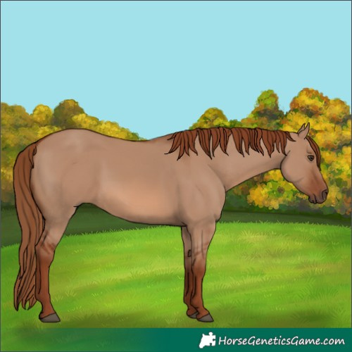 Horse Color:Red Dun Rabicano 