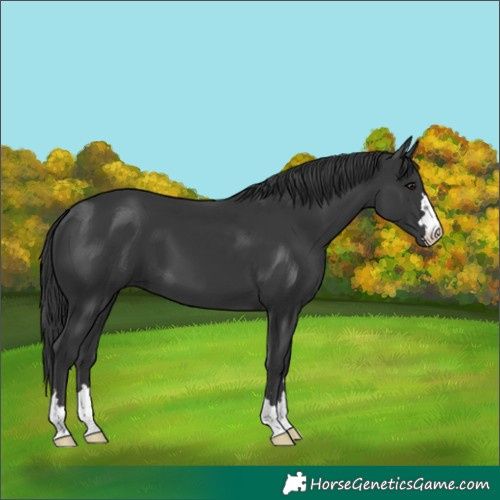 Horse Color:Black 