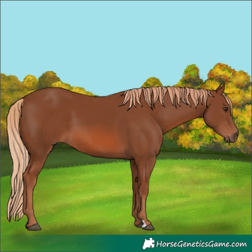 Horse Color:Chestnut 