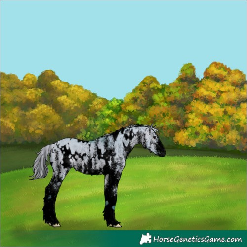 Horse Color:Void Watercolor White Spotted Silver Brown Dun Rabicano 